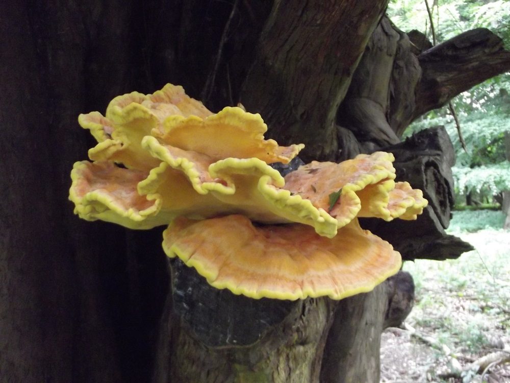 Chicken of the Woods in the field