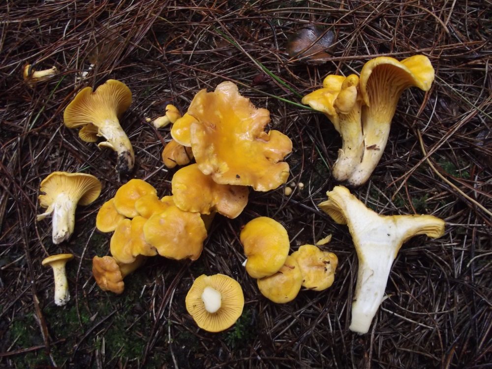 Chanterelle in the field