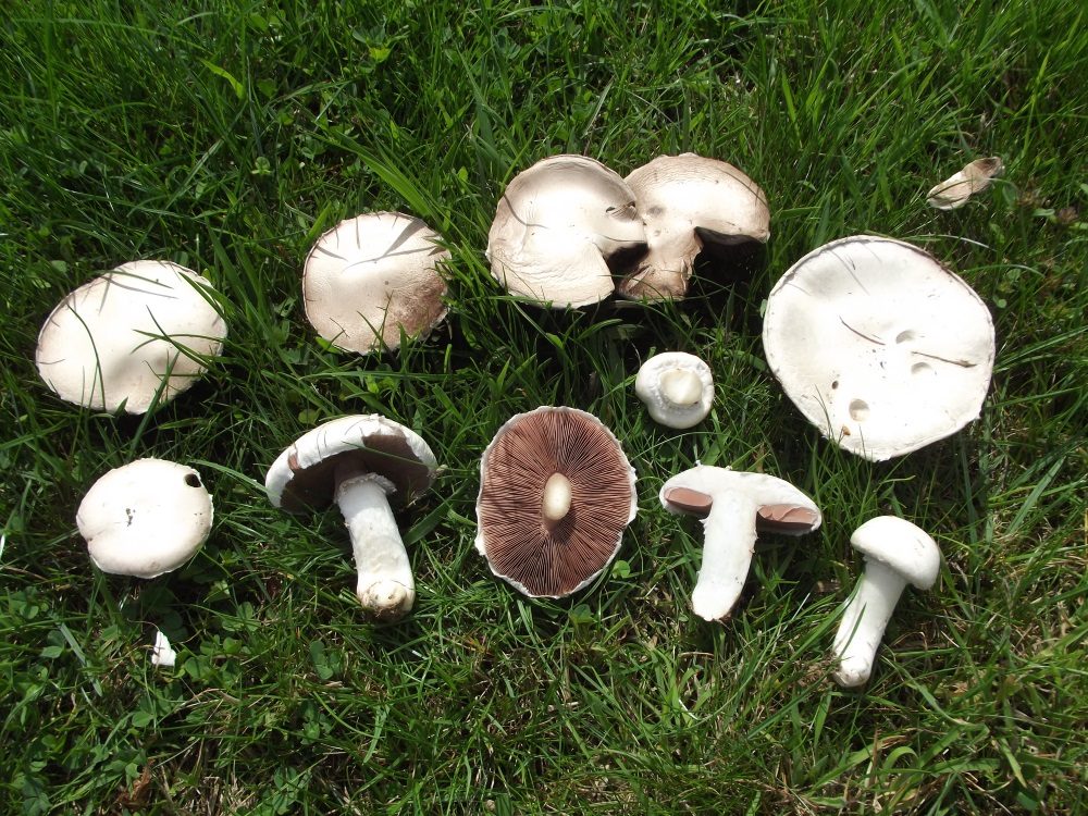 Field Mushroom in the field