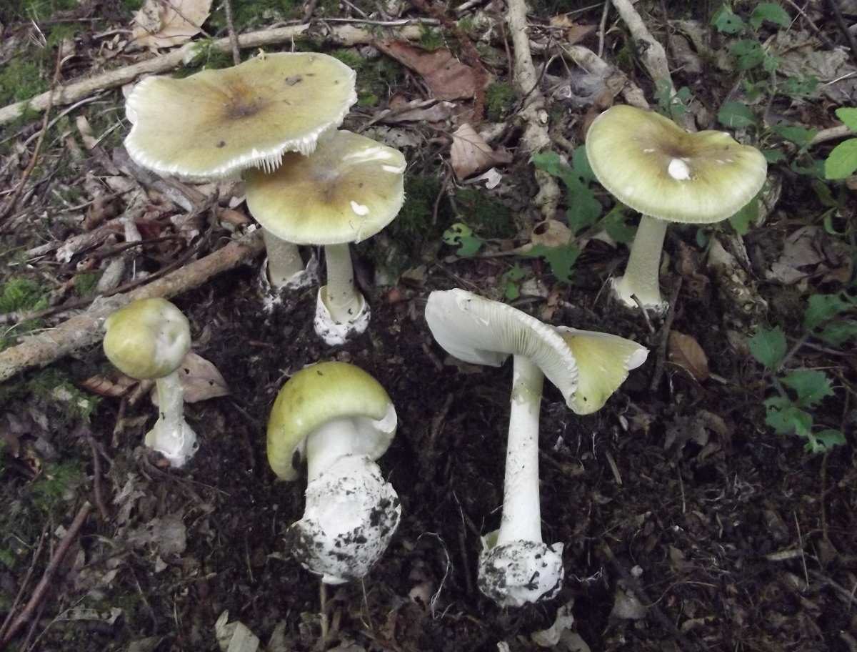Death Cap in the field